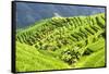 China 10MKm2 Collection - Rice Terraces - Longsheng Ping'an - Guangxi-Philippe Hugonnard-Framed Stretched Canvas