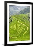 China 10MKm2 Collection - Rice Terraces - Longsheng Ping'an - Guangxi-Philippe Hugonnard-Framed Photographic Print