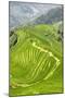 China 10MKm2 Collection - Rice Terraces - Longsheng Ping'an - Guangxi-Philippe Hugonnard-Mounted Photographic Print