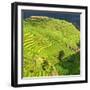 China 10MKm2 Collection - Rice Terraces - Longsheng Ping'an - Guangxi-Philippe Hugonnard-Framed Photographic Print