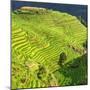 China 10MKm2 Collection - Rice Terraces - Longsheng Ping'an - Guangxi-Philippe Hugonnard-Mounted Photographic Print