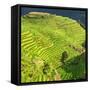 China 10MKm2 Collection - Rice Terraces - Longsheng Ping'an - Guangxi-Philippe Hugonnard-Framed Stretched Canvas