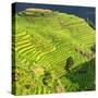 China 10MKm2 Collection - Rice Terraces - Longsheng Ping'an - Guangxi-Philippe Hugonnard-Stretched Canvas