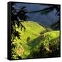 China 10MKm2 Collection - Rice Terraces - Longsheng Ping'an - Guangxi-Philippe Hugonnard-Framed Stretched Canvas