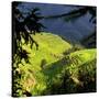 China 10MKm2 Collection - Rice Terraces - Longsheng Ping'an - Guangxi-Philippe Hugonnard-Stretched Canvas