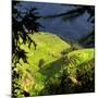 China 10MKm2 Collection - Rice Terraces - Longsheng Ping'an - Guangxi-Philippe Hugonnard-Mounted Photographic Print