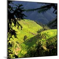 China 10MKm2 Collection - Rice Terraces - Longsheng Ping'an - Guangxi-Philippe Hugonnard-Mounted Photographic Print