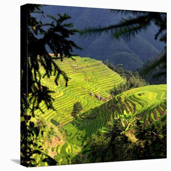 China 10MKm2 Collection - Rice Terraces - Longsheng Ping'an - Guangxi-Philippe Hugonnard-Stretched Canvas