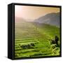 China 10MKm2 Collection - Rice Terraces - Longsheng Ping'an - Guangxi-Philippe Hugonnard-Framed Stretched Canvas