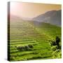 China 10MKm2 Collection - Rice Terraces - Longsheng Ping'an - Guangxi-Philippe Hugonnard-Stretched Canvas