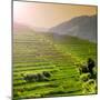 China 10MKm2 Collection - Rice Terraces - Longsheng Ping'an - Guangxi-Philippe Hugonnard-Mounted Photographic Print