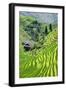 China 10MKm2 Collection - Rice Terraces - Longsheng Ping'an - Guangxi-Philippe Hugonnard-Framed Photographic Print