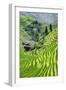 China 10MKm2 Collection - Rice Terraces - Longsheng Ping'an - Guangxi-Philippe Hugonnard-Framed Photographic Print