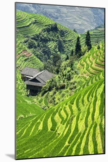 China 10MKm2 Collection - Rice Terraces - Longsheng Ping'an - Guangxi-Philippe Hugonnard-Mounted Photographic Print