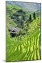 China 10MKm2 Collection - Rice Terraces - Longsheng Ping'an - Guangxi-Philippe Hugonnard-Mounted Photographic Print