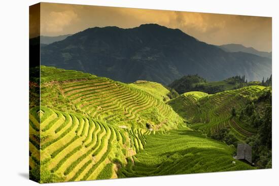 China 10MKm2 Collection - Rice Terraces - Longsheng Ping'an - Guangxi-Philippe Hugonnard-Stretched Canvas