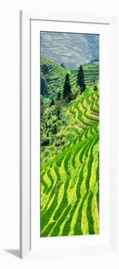 China 10MKm2 Collection - Rice Terraces - Longsheng Ping'an - Guangxi-Philippe Hugonnard-Framed Photographic Print