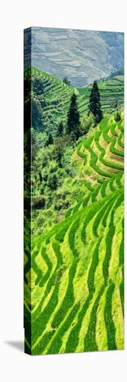 China 10MKm2 Collection - Rice Terraces - Longsheng Ping'an - Guangxi-Philippe Hugonnard-Stretched Canvas