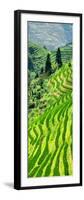 China 10MKm2 Collection - Rice Terraces - Longsheng Ping'an - Guangxi-Philippe Hugonnard-Framed Photographic Print