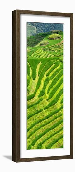 China 10MKm2 Collection - Rice Terraces - Longsheng Ping'an - Guangxi-Philippe Hugonnard-Framed Photographic Print