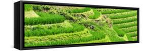 China 10MKm2 Collection - Rice Terraces - Longsheng Ping'an - Guangxi-Philippe Hugonnard-Framed Stretched Canvas