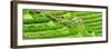 China 10MKm2 Collection - Rice Terraces - Longsheng Ping'an - Guangxi-Philippe Hugonnard-Framed Photographic Print