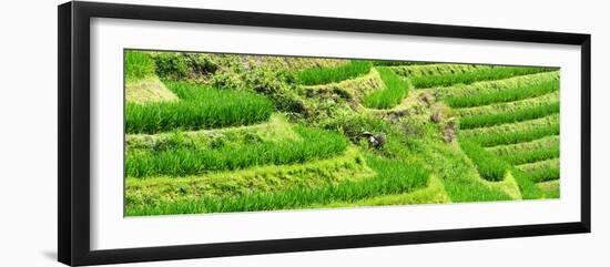 China 10MKm2 Collection - Rice Terraces - Longsheng Ping'an - Guangxi-Philippe Hugonnard-Framed Photographic Print