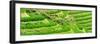 China 10MKm2 Collection - Rice Terraces - Longsheng Ping'an - Guangxi-Philippe Hugonnard-Framed Photographic Print