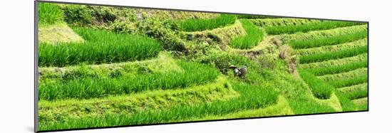 China 10MKm2 Collection - Rice Terraces - Longsheng Ping'an - Guangxi-Philippe Hugonnard-Mounted Photographic Print