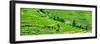 China 10MKm2 Collection - Rice Terraces - Longsheng Ping'an - Guangxi-Philippe Hugonnard-Framed Photographic Print