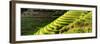 China 10MKm2 Collection - Rice Terraces - Longsheng Ping'an - Guangxi-Philippe Hugonnard-Framed Photographic Print