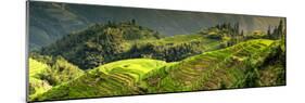 China 10MKm2 Collection - Rice Terraces - Longsheng Ping'an - Guangxi-Philippe Hugonnard-Mounted Photographic Print