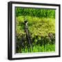 China 10MKm2 Collection - Rice Terraces - Longsheng Ping'an - Guangxi-Philippe Hugonnard-Framed Photographic Print