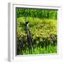 China 10MKm2 Collection - Rice Terraces - Longsheng Ping'an - Guangxi-Philippe Hugonnard-Framed Photographic Print