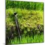 China 10MKm2 Collection - Rice Terraces - Longsheng Ping'an - Guangxi-Philippe Hugonnard-Mounted Photographic Print