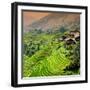 China 10MKm2 Collection - Rice Terraces - Longsheng Ping'an - Guangxi-Philippe Hugonnard-Framed Photographic Print