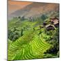 China 10MKm2 Collection - Rice Terraces - Longsheng Ping'an - Guangxi-Philippe Hugonnard-Mounted Photographic Print