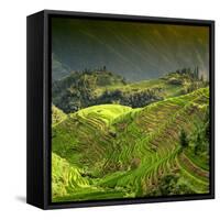 China 10MKm2 Collection - Rice Terraces - Longsheng Ping'an - Guangxi-Philippe Hugonnard-Framed Stretched Canvas