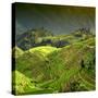 China 10MKm2 Collection - Rice Terraces - Longsheng Ping'an - Guangxi-Philippe Hugonnard-Stretched Canvas