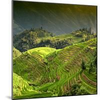 China 10MKm2 Collection - Rice Terraces - Longsheng Ping'an - Guangxi-Philippe Hugonnard-Mounted Photographic Print