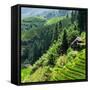 China 10MKm2 Collection - Rice Terraces - Longsheng Ping'an - Guangxi-Philippe Hugonnard-Framed Stretched Canvas