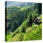 China 10MKm2 Collection - Rice Terraces - Longsheng Ping'an - Guangxi-Philippe Hugonnard-Stretched Canvas