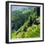 China 10MKm2 Collection - Rice Terraces - Longsheng Ping'an - Guangxi-Philippe Hugonnard-Framed Photographic Print