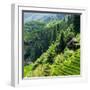 China 10MKm2 Collection - Rice Terraces - Longsheng Ping'an - Guangxi-Philippe Hugonnard-Framed Photographic Print