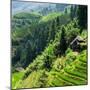 China 10MKm2 Collection - Rice Terraces - Longsheng Ping'an - Guangxi-Philippe Hugonnard-Mounted Photographic Print