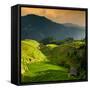 China 10MKm2 Collection - Rice Terraces - Longsheng Ping'an - Guangxi-Philippe Hugonnard-Framed Stretched Canvas