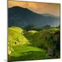 China 10MKm2 Collection - Rice Terraces - Longsheng Ping'an - Guangxi-Philippe Hugonnard-Mounted Premium Photographic Print