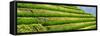 China 10MKm2 Collection - Rice Terraces - Longsheng Ping'an - Guangxi-Philippe Hugonnard-Framed Stretched Canvas