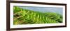 China 10MKm2 Collection - Rice Terraces - Longsheng Ping'an - Guangxi-Philippe Hugonnard-Framed Photographic Print