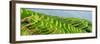 China 10MKm2 Collection - Rice Terraces - Longsheng Ping'an - Guangxi-Philippe Hugonnard-Framed Photographic Print